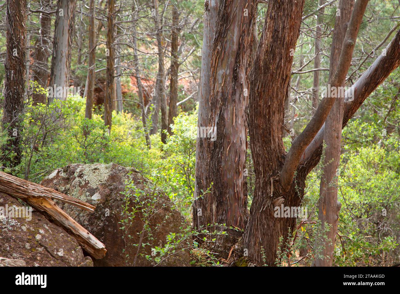 Forest along Wilson Canyon Trail, Red Rock Secret Mountain Wilderness, Coconino National Forest, Arizona Stock Photo