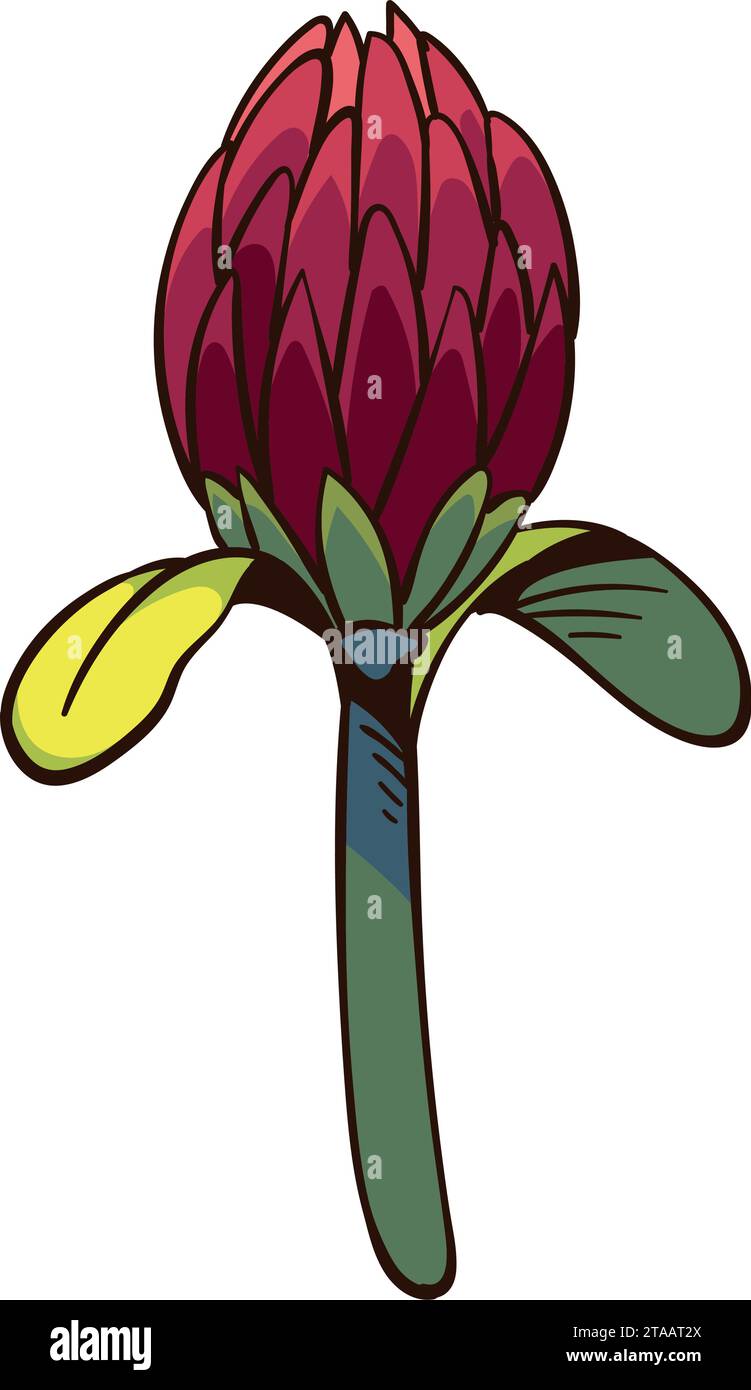South Africa King Protea Bloom Stock Vector Image Art Alamy