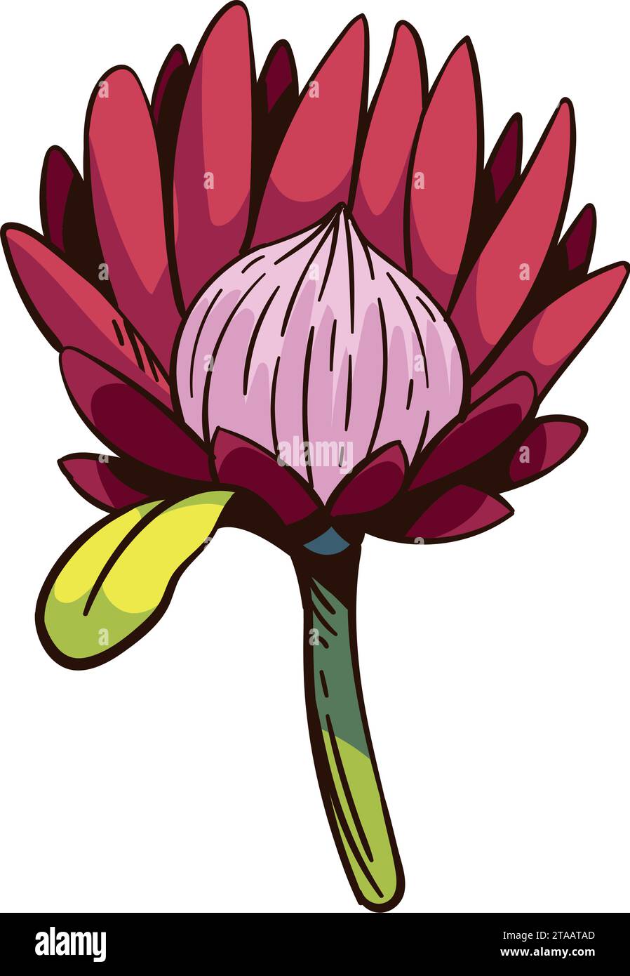 south africa king protea design Stock Vector Image & Art Alamy