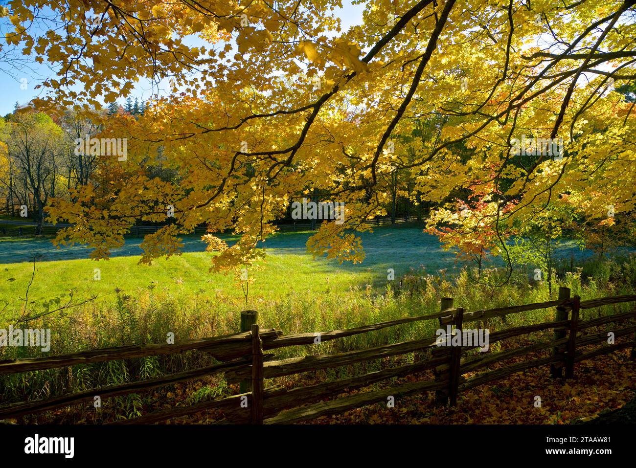 Autumn maple trees in rural countryside with fences Stock Photo