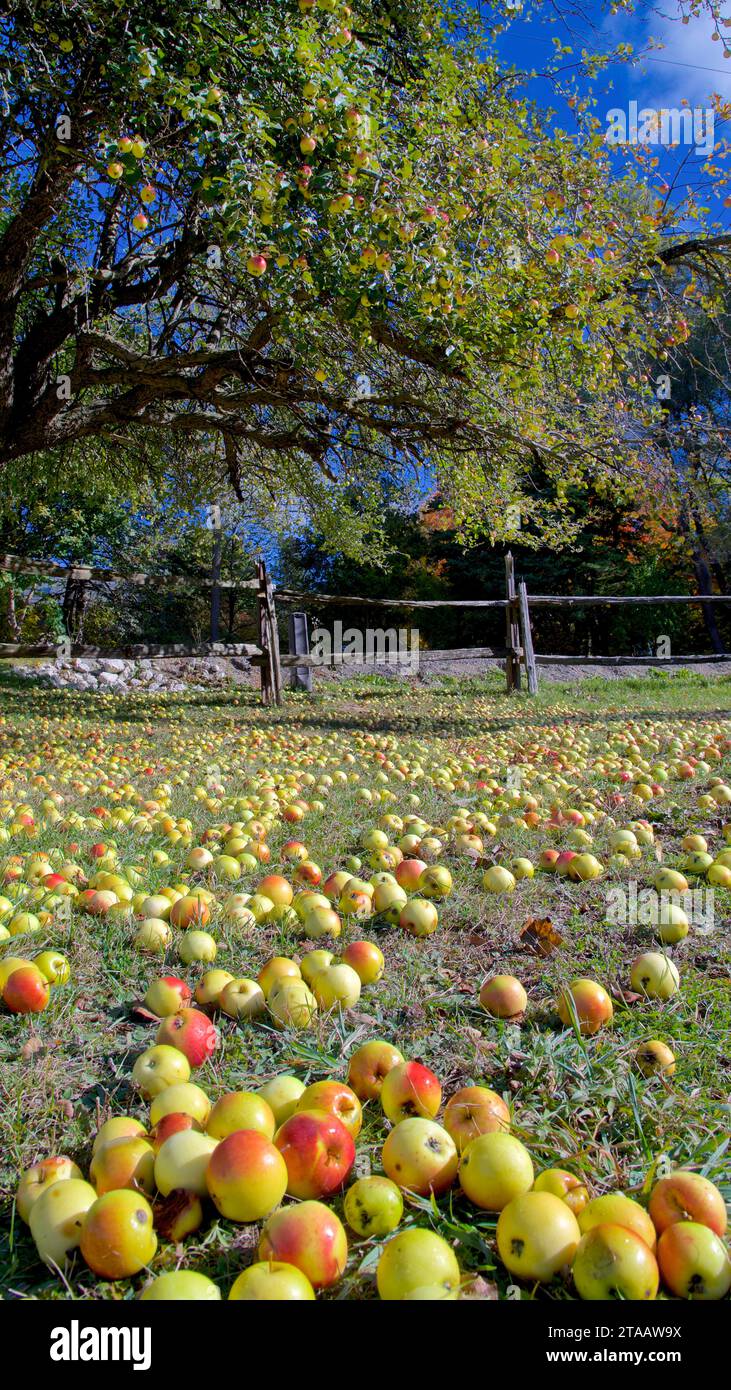 Orchard conservation hi-res stock photography and images - Alamy