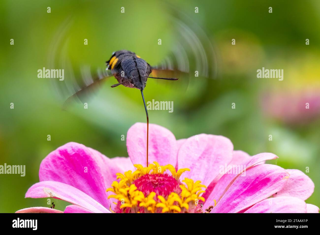 Beijing Insect China insects hi-res stock photography and images - Alamy