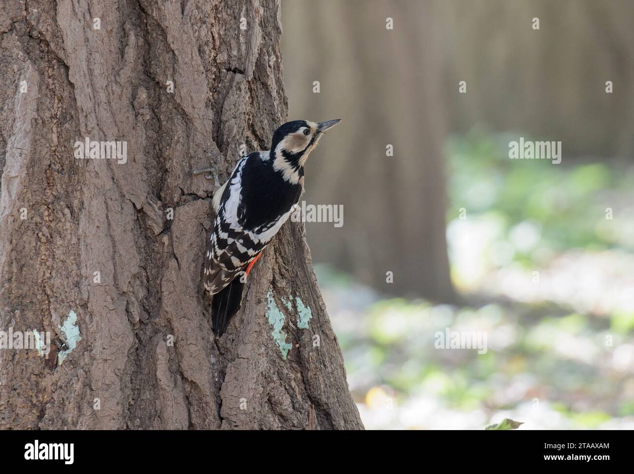 Great Spotted Woodpecker bird at Beijing China Stock Photo