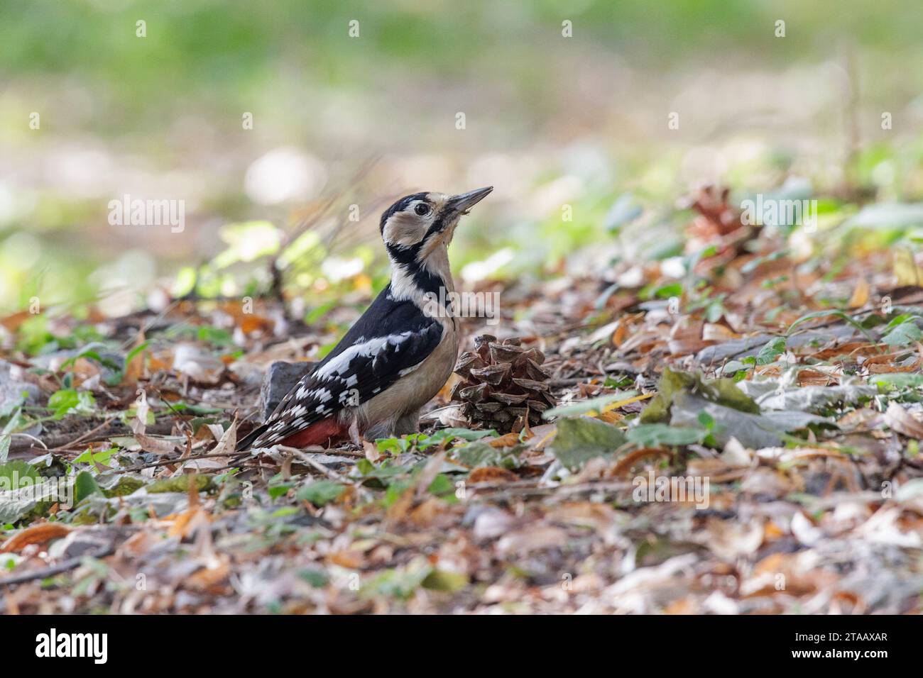 Great Spotted Woodpecker bird at Beijing China Stock Photo