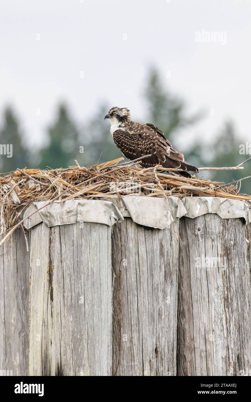 juvenile osprey bird at Vancouver BC Canada Stock Photo