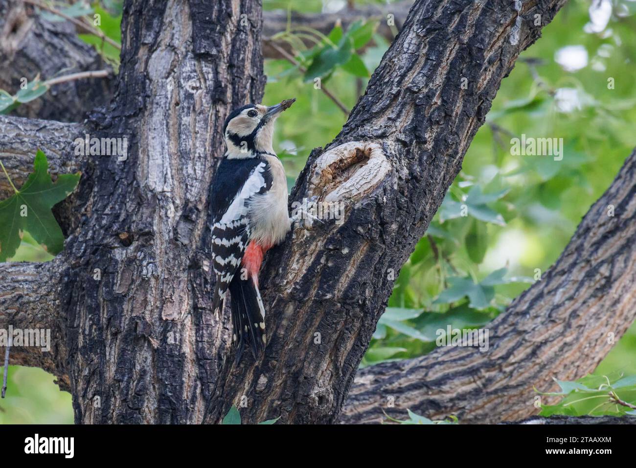 Great Spotted Woodpecker bird at Beijing China Stock Photo