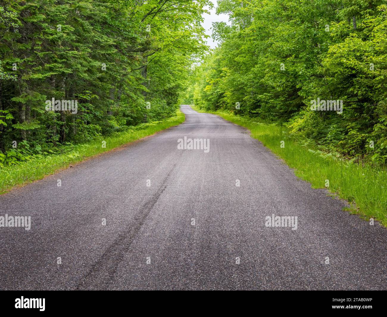 Rural road in forest, Michigan, USA Stock Photo