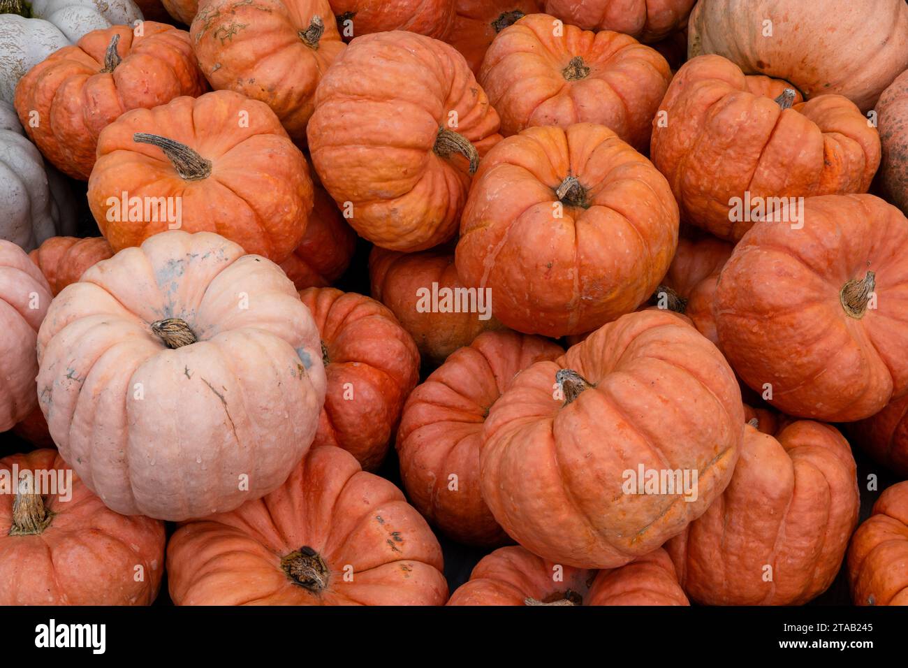 Pile of pumpkins at a roadside market in Benton, Pennsylvania Stock Photo