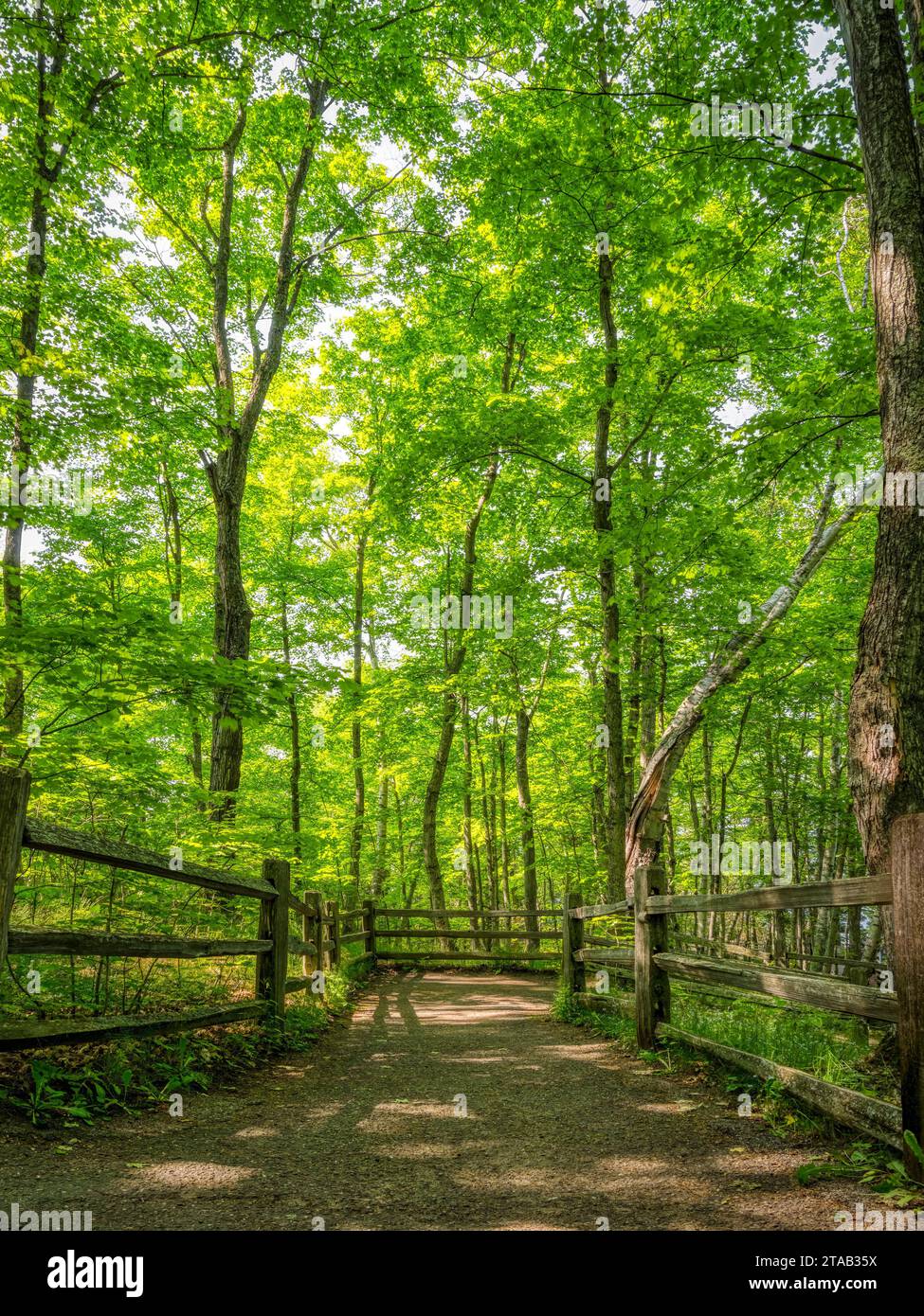 Trail in forest, Michigan, USA Stock Photo