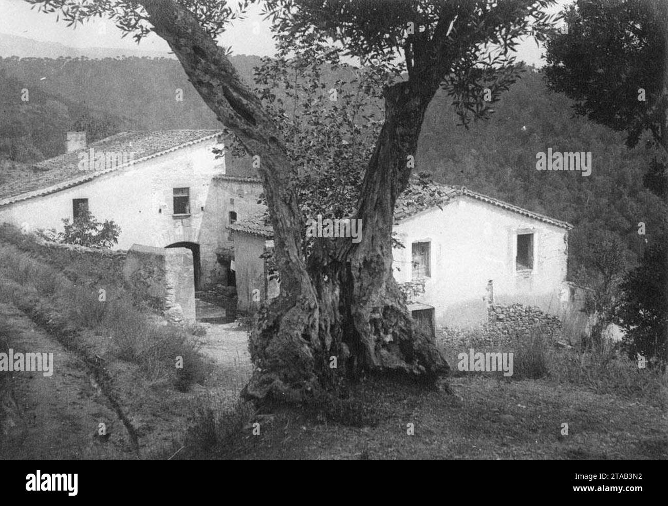 Vista general de Can Llovera amb una olivera en primer terme. Stock Photo