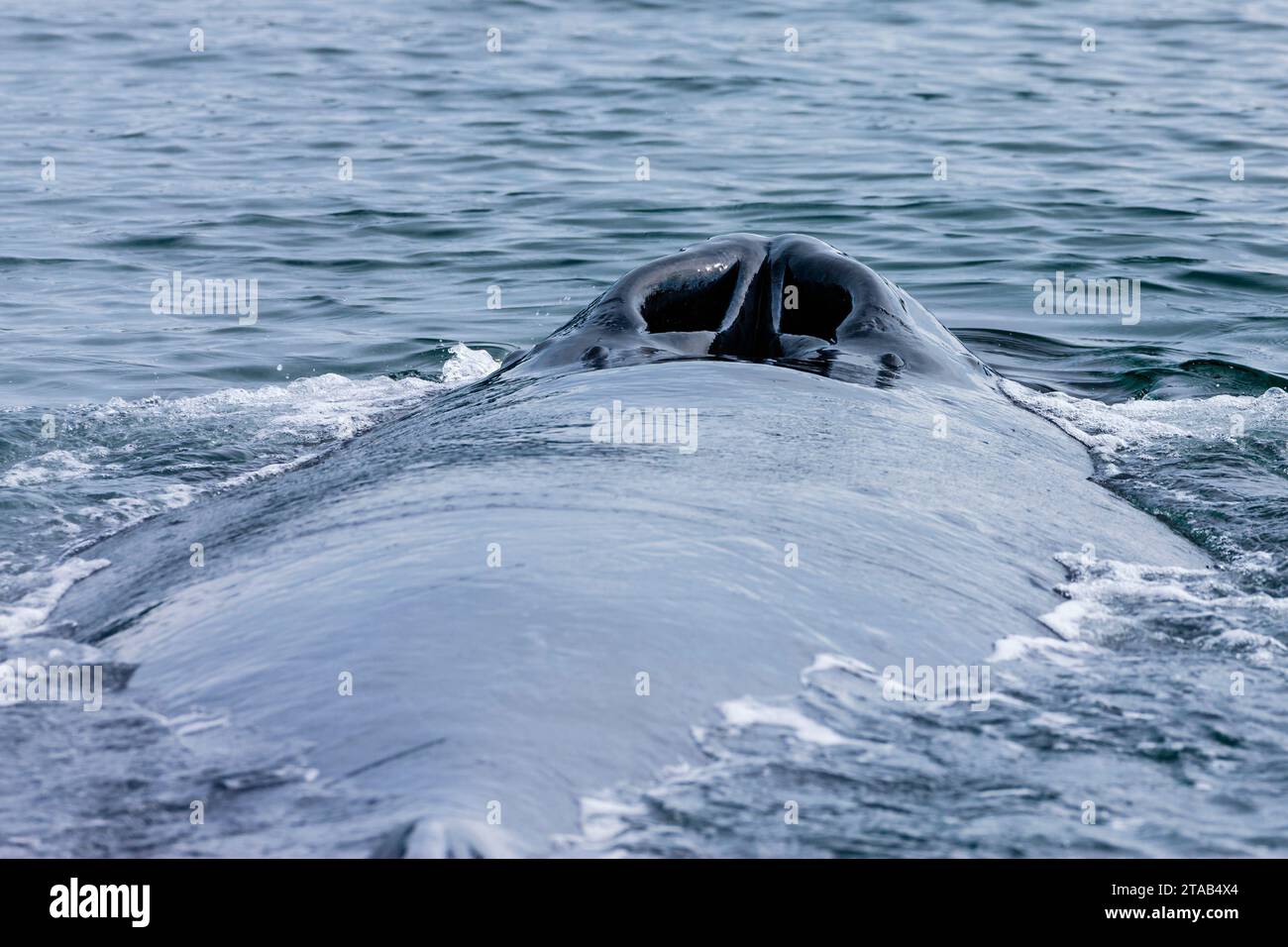 Humpback whale, Seymour Canal, Alaska Stock Photo