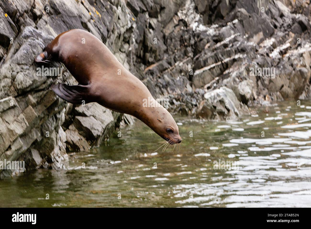 Steller sea Lion dives into water, Alaska Stock Photo