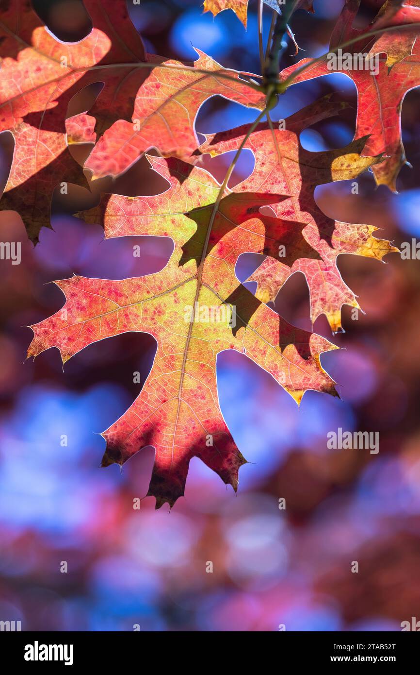 Colorful Autumn Leaves Shine Through Sunlight Stock Photo