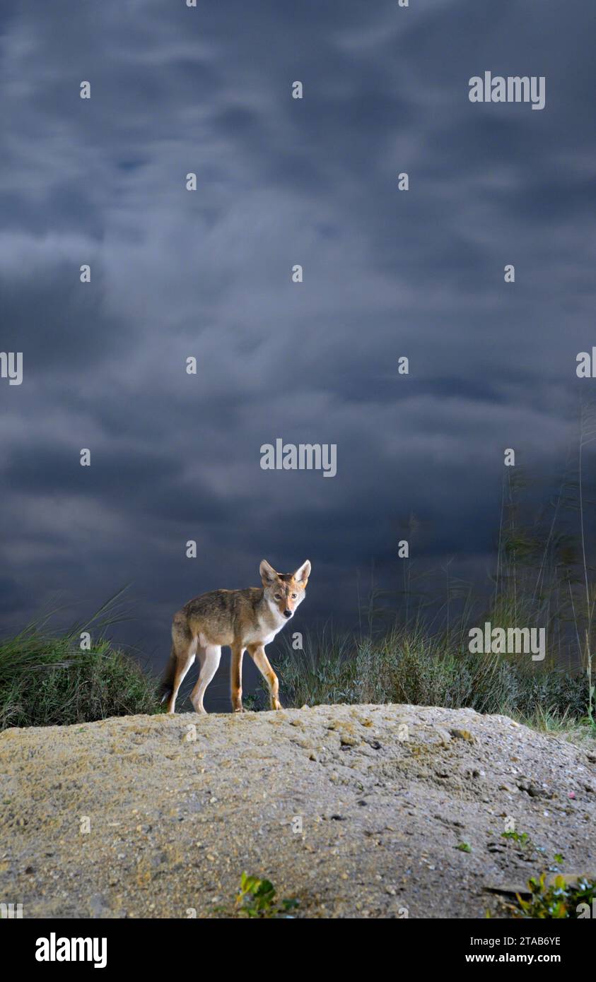Coyote (Canis latrans) on sand dune at night under cloudy sky