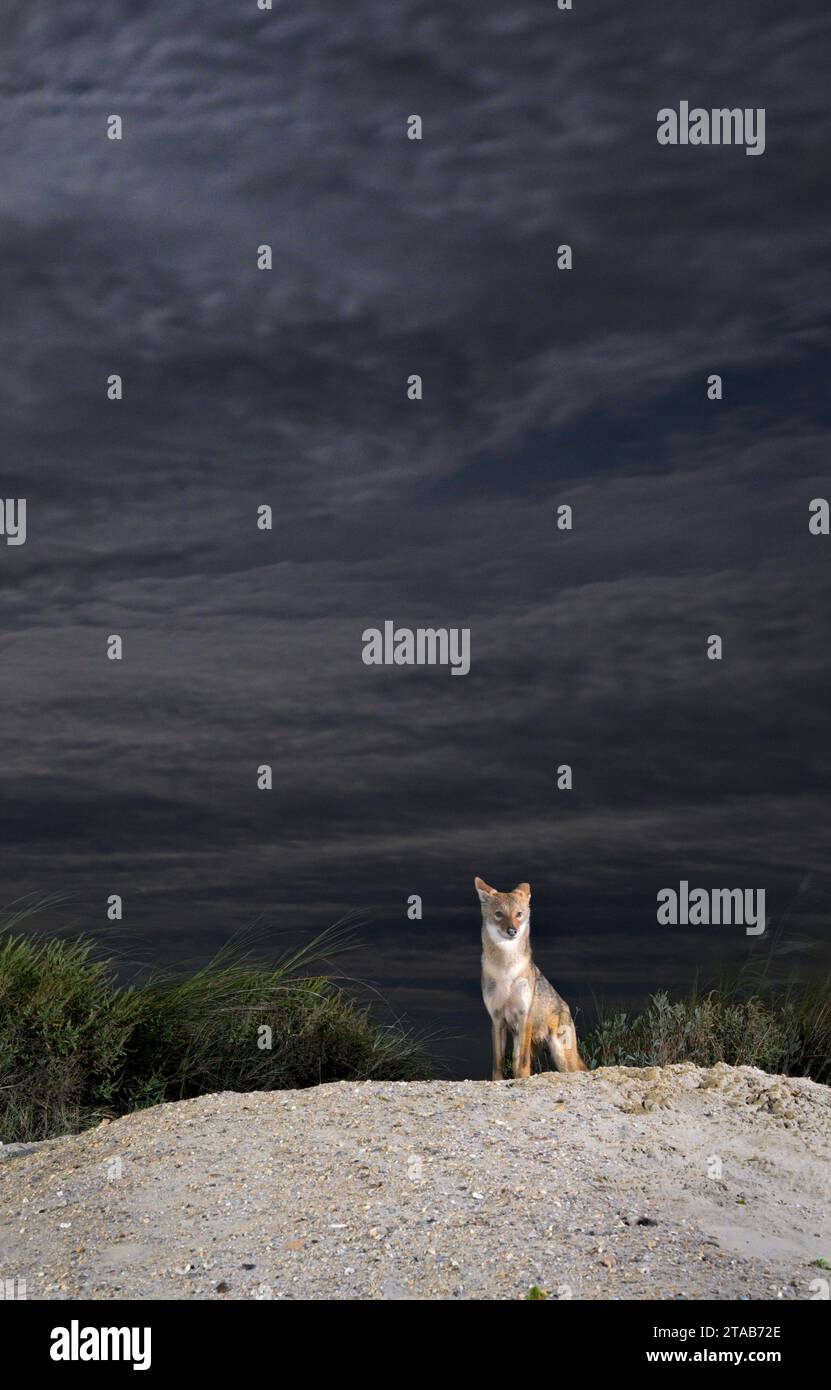 Coyote (Canis latrans) on sand dune at night under cloudy sky