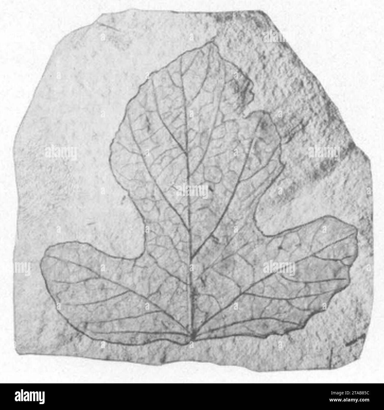 Vitis washingtonensis as Menispermites latahensis USNM P38131 Plate52 Fig4. Stock Photo