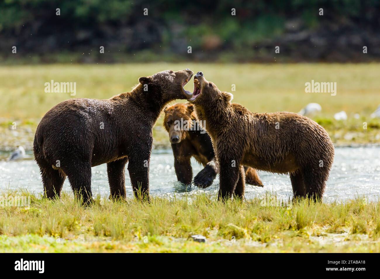 Brown bears in Katmai National Park, Alaska Stock Photo