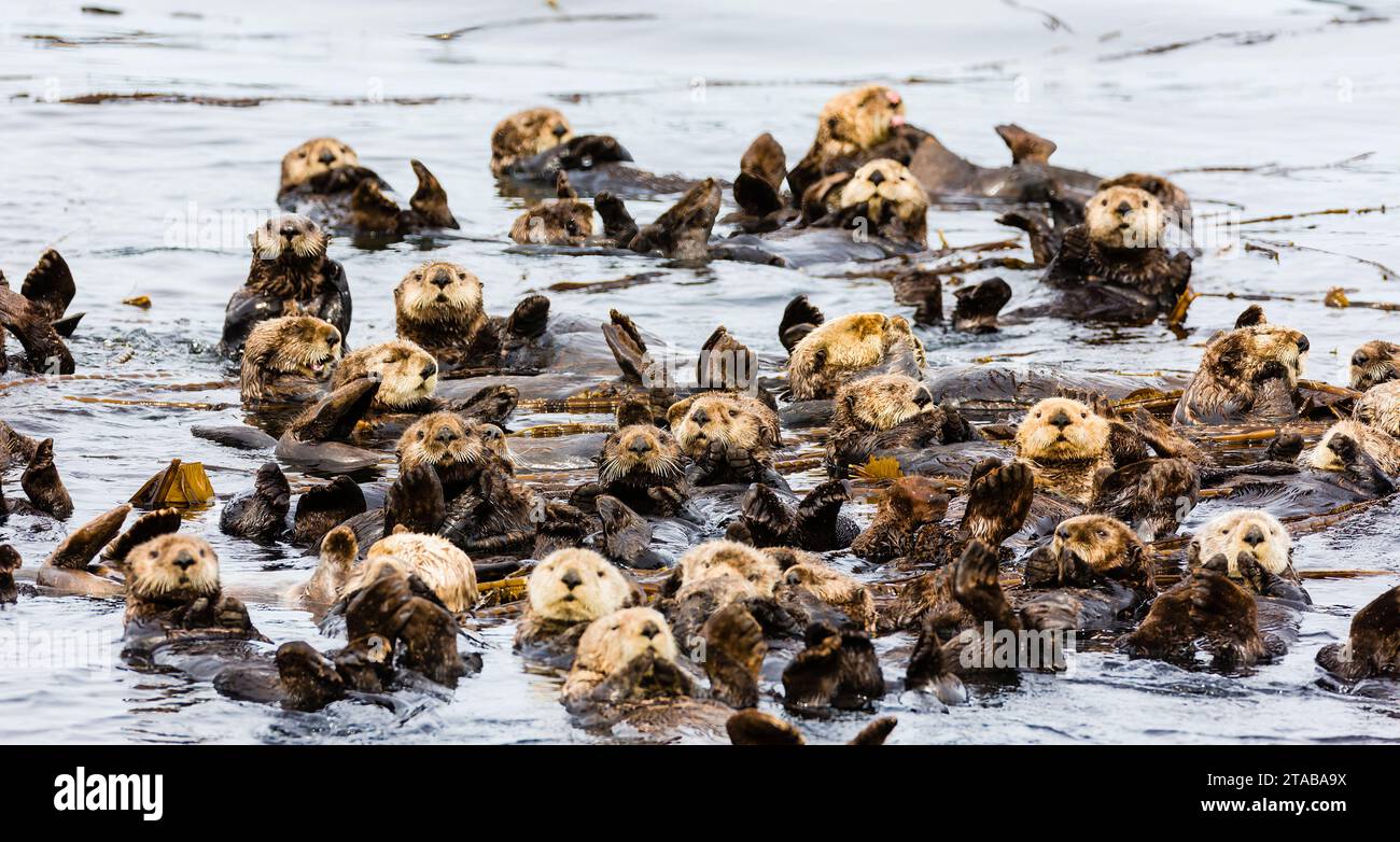 Raft of sea otters, Koniuji Island, Alaska Stock Photo