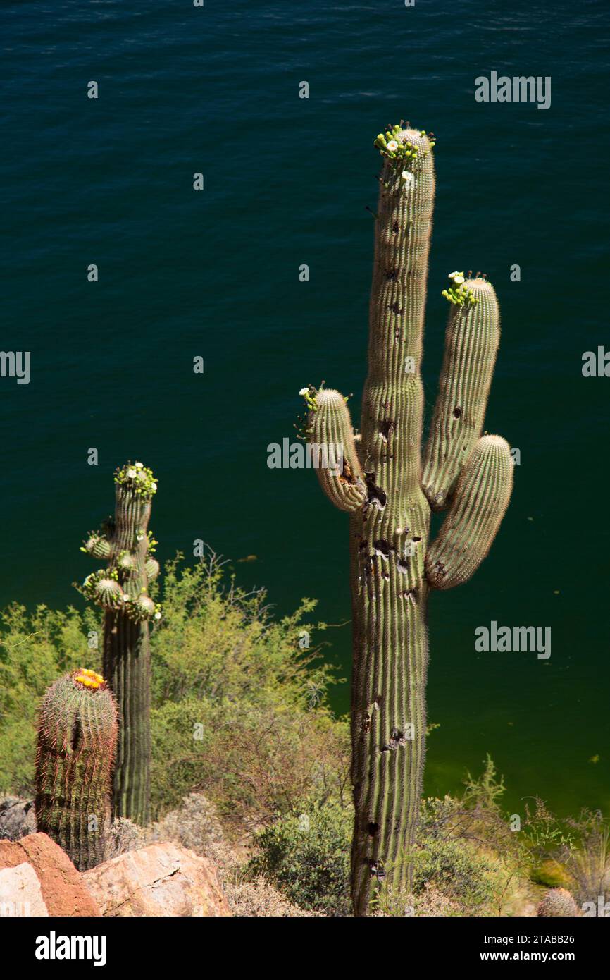 Canyon Lake saguaro, Apache Trail Scenic Byway, Tonto National Forest