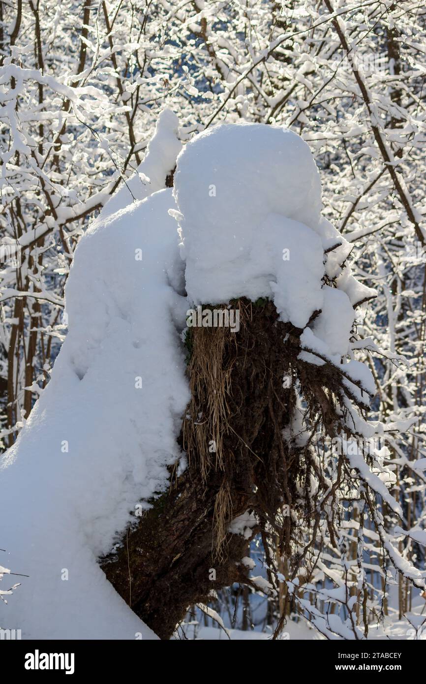 The roots of a tree uprooted from the ground in the forest are covered ...