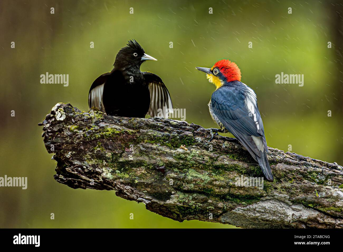 On a rainy day, a Yellow-fronted Woodpecker (right), and Yellow-winged Cacique (left) confront each other in the forest of Brazil. Stock Photo