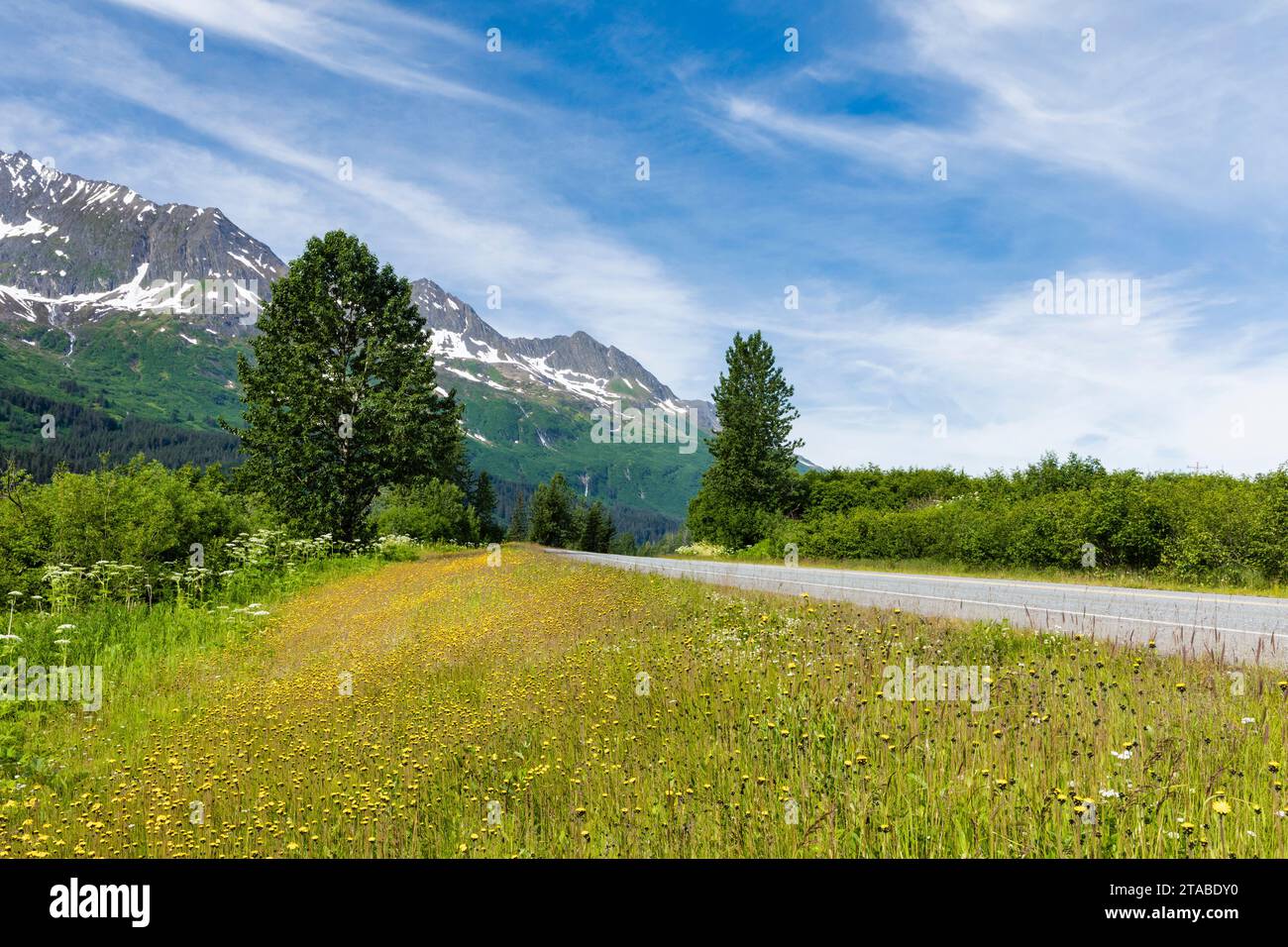 Woolly hawkweed by richardson highway alaska stock photo alamy
