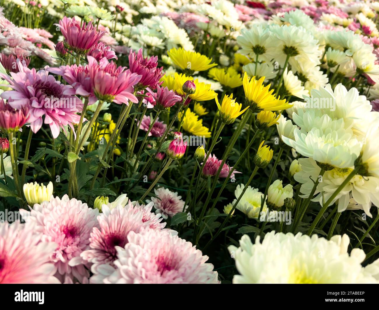 Different colors of Chrysanthemums flowers in the garden Stock Photo