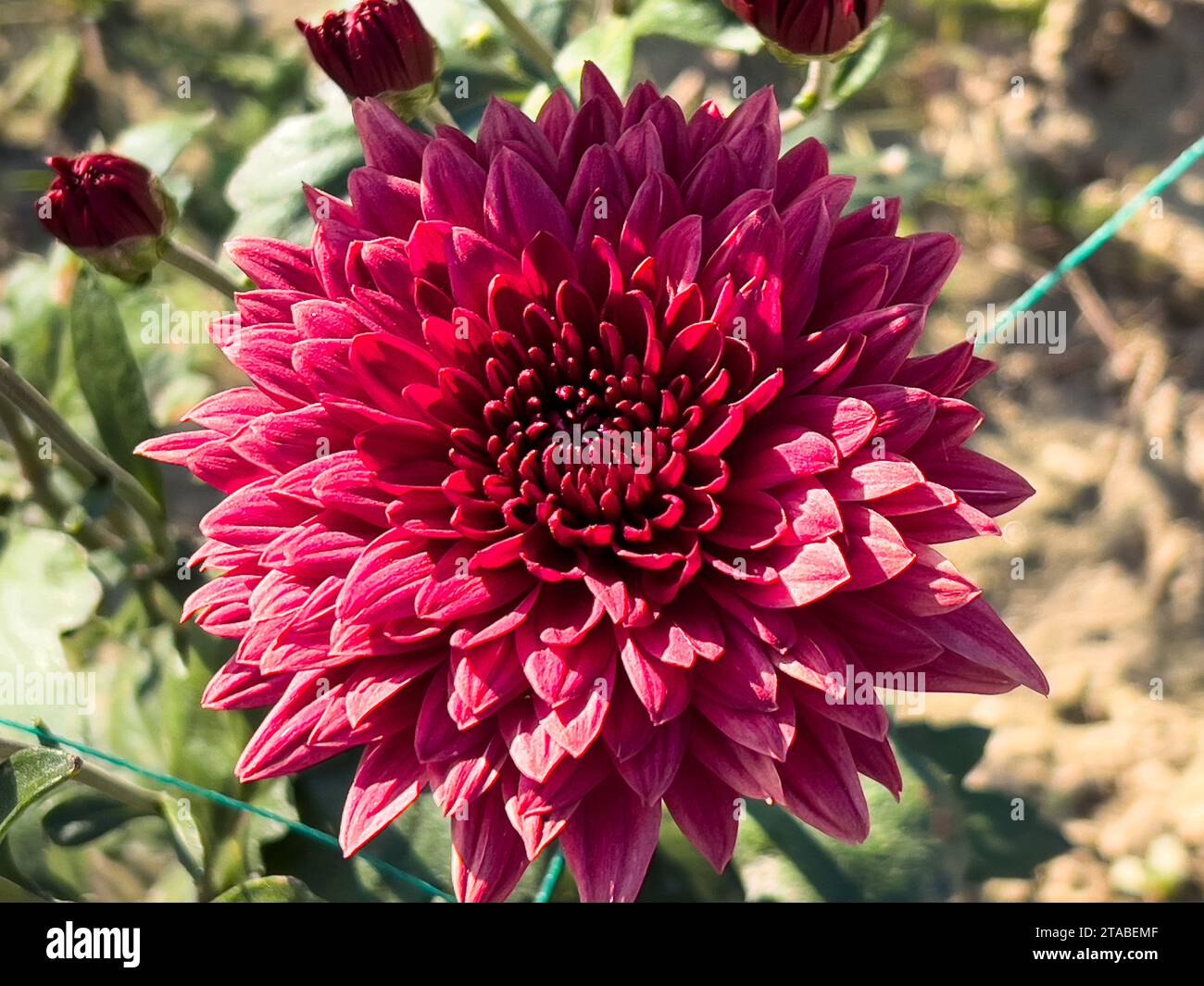 Chrysanthemums plants hi-res stock photography and images - Alamy
