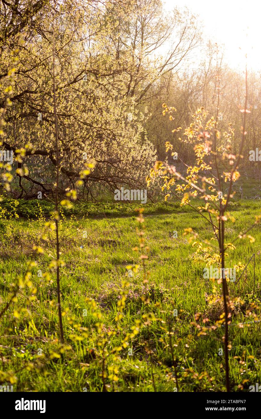 Sunlit spring lawn with budding foliage on the trees, vertical background Stock Photo