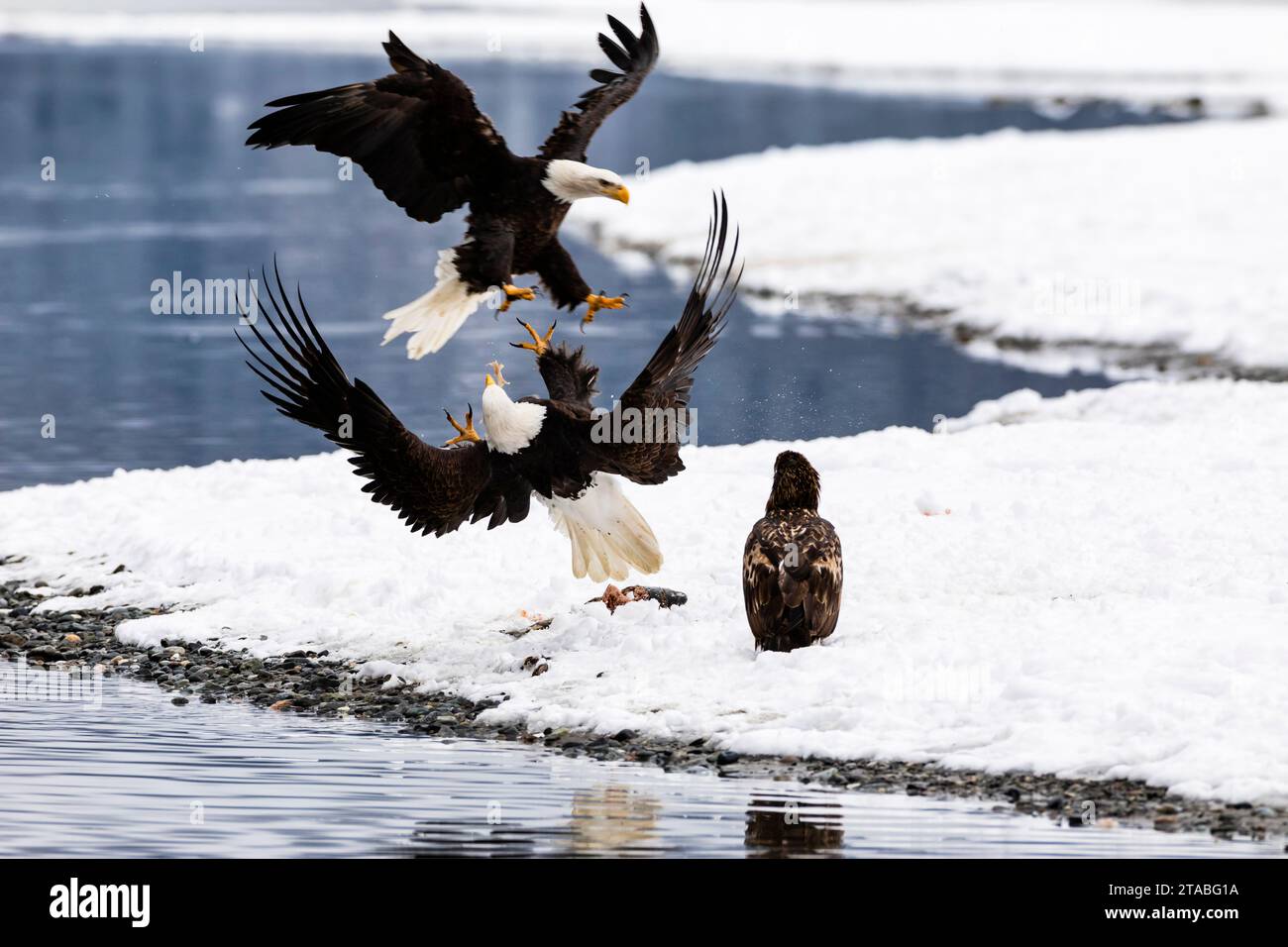 Bald eagles in winter, Alaska Stock Photo Alamy