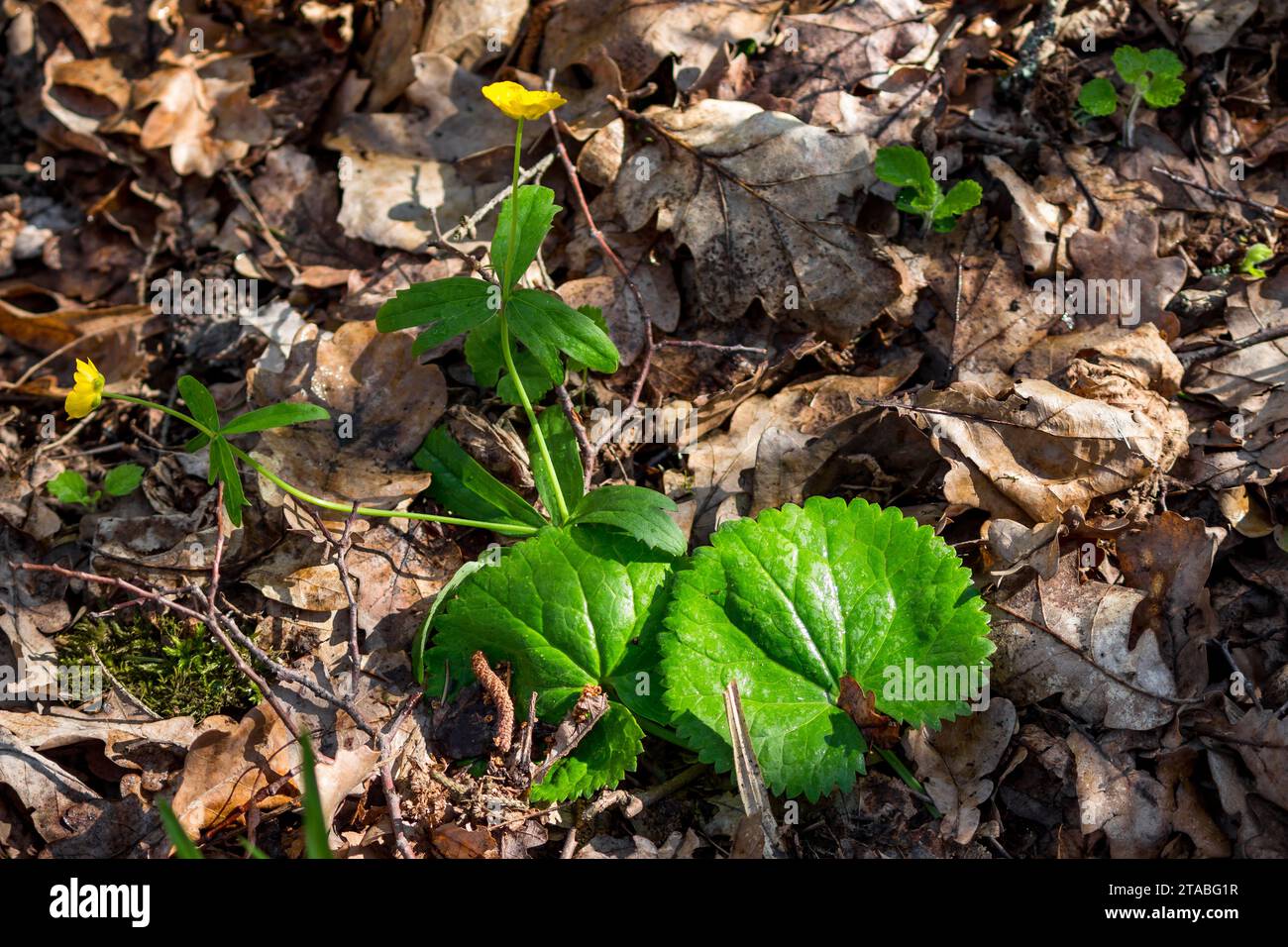 Blooming wild plant Buttercup Kashubian in spring, Ranunculus cassubicus Stock Photo