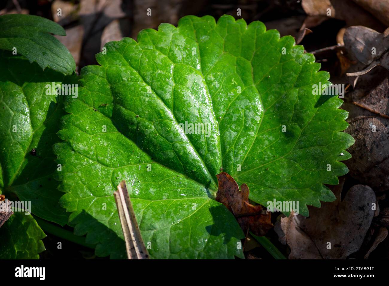 Round green leaf of Buttercup Kashubian plant, Ranunculus cassubicus Stock Photo
