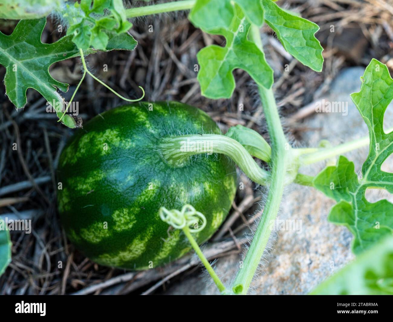 A Watermelon growing on the vine in the early stages of growth, dark