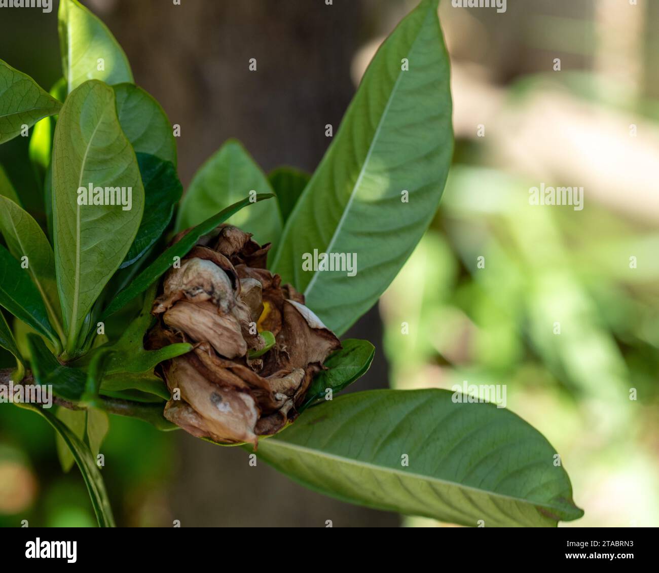 A dead Gardenia flower, brown petals curling up and shrivelling and