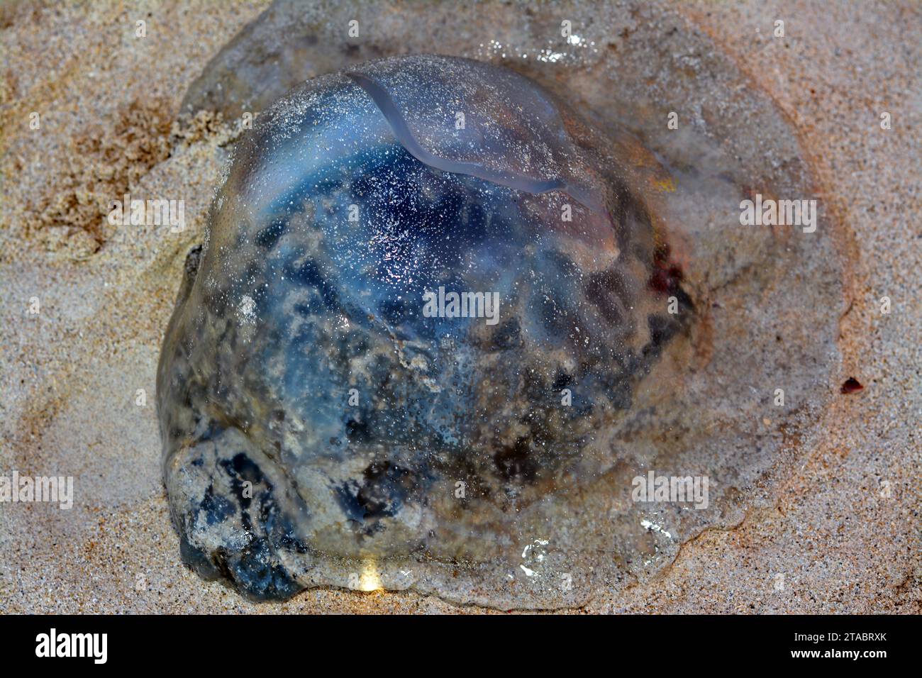 Jellyfish, sea jellies, medusaphase of certain gelatinous members of