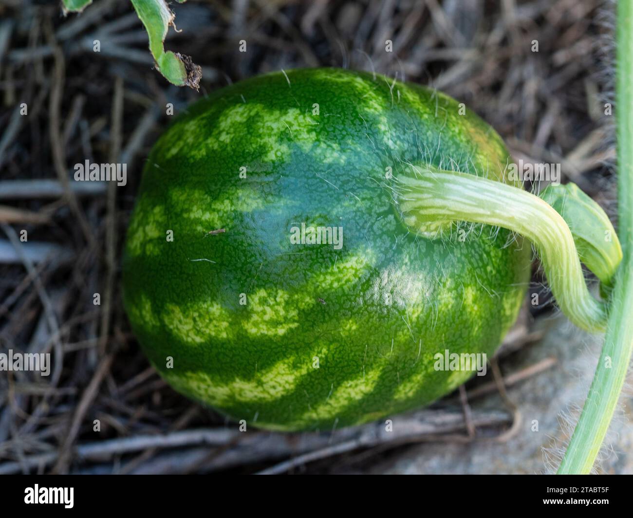 A Watermelon growing on the vine in the early stages of growth, dark