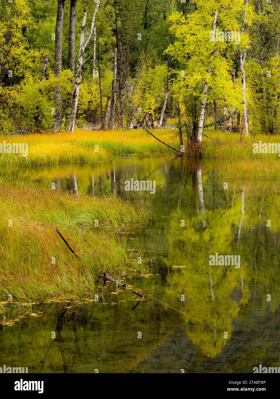 Pond in autumn, Alaska Stock Photo