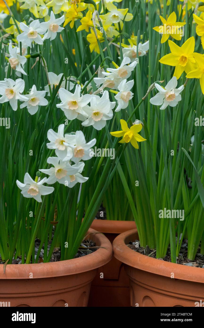 White, Yellow, Daffodils, Narcissus in pots, Spring, plants Stock Photo