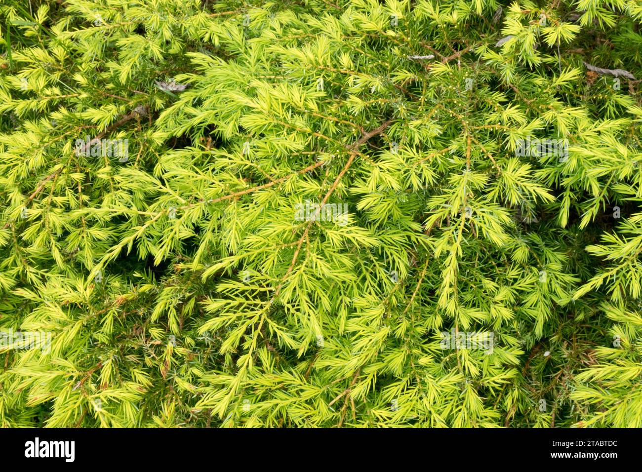 Common juniper, shrub, Juniperus communis, Needles, Golden and Yellow
