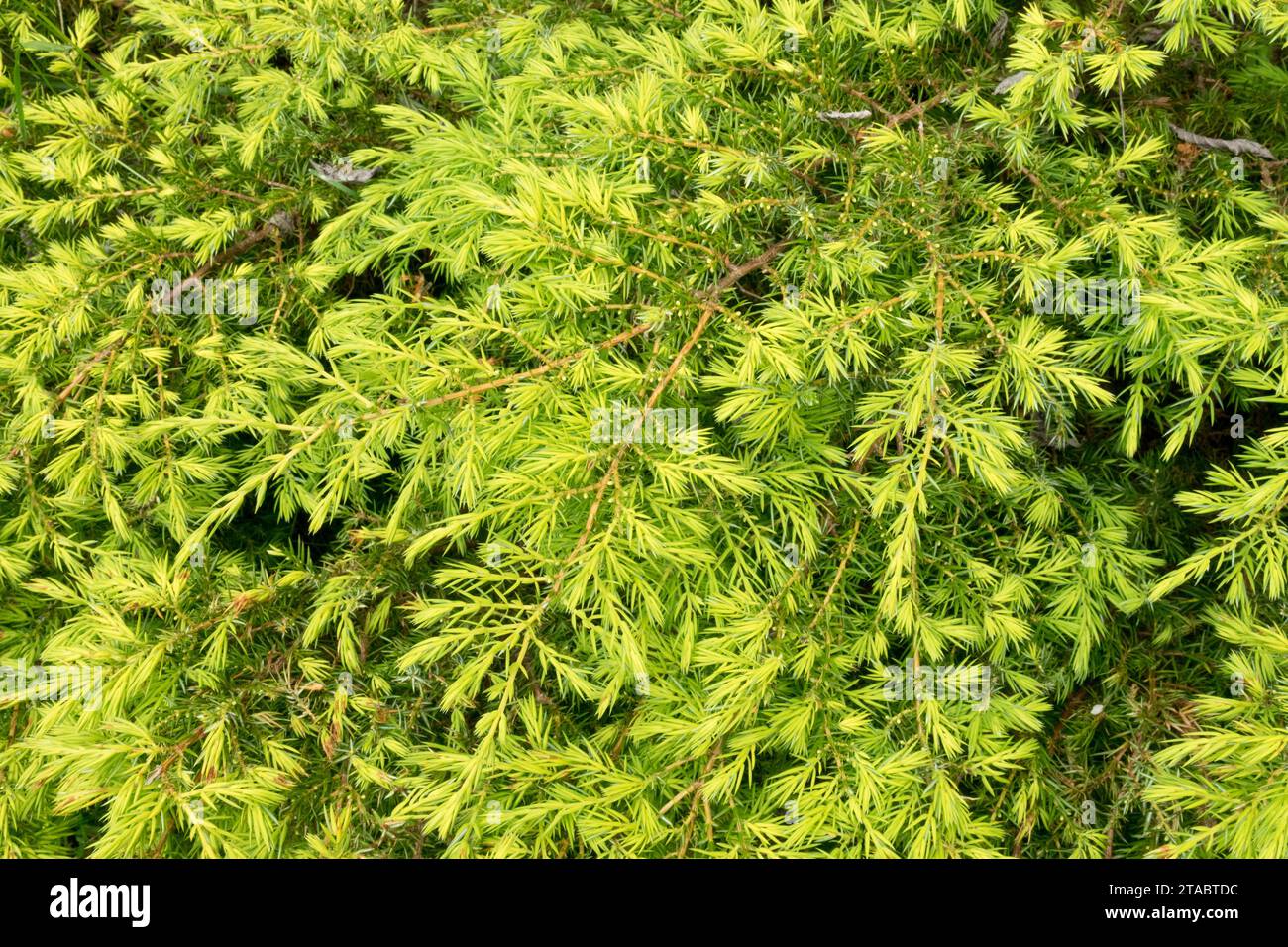 Common juniper, shrub, Juniperus communis, Needles, Golden and Yellow, Conifer, Gold, Juniperus communis 'Depressa Aurea' low, dense, Foliage of plant Stock Photo