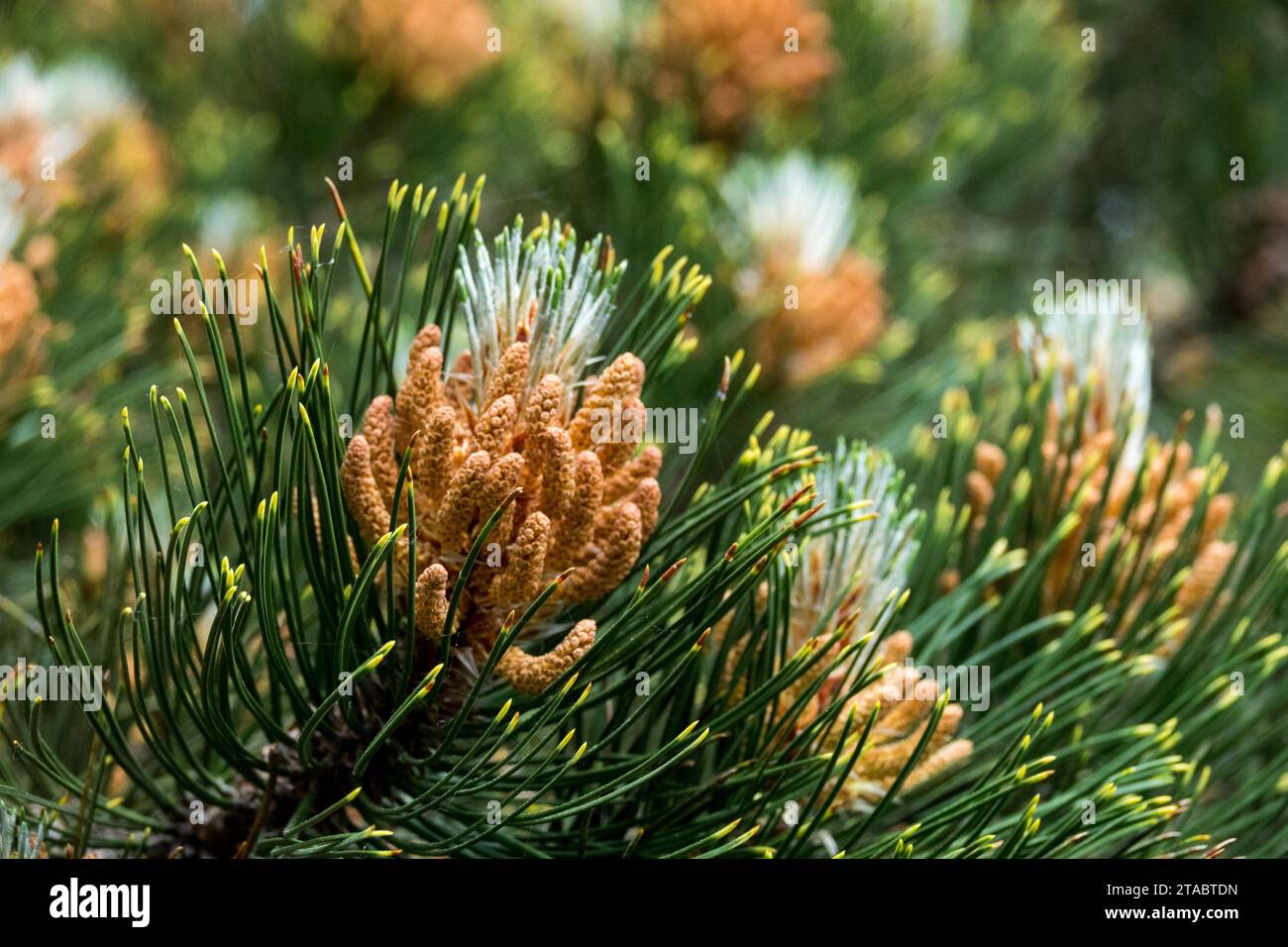 Pinus heldreichii, pollen, cones, Pine, branch Stock Photo