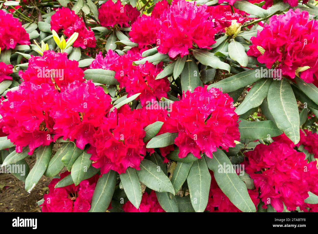 Red, Rhododendron, Azalea, Plant Stock Photo