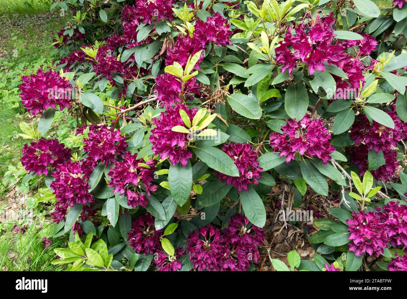 Dark, Violet, Azalea, Rhododendron 'Nigrescens' Stock Photo