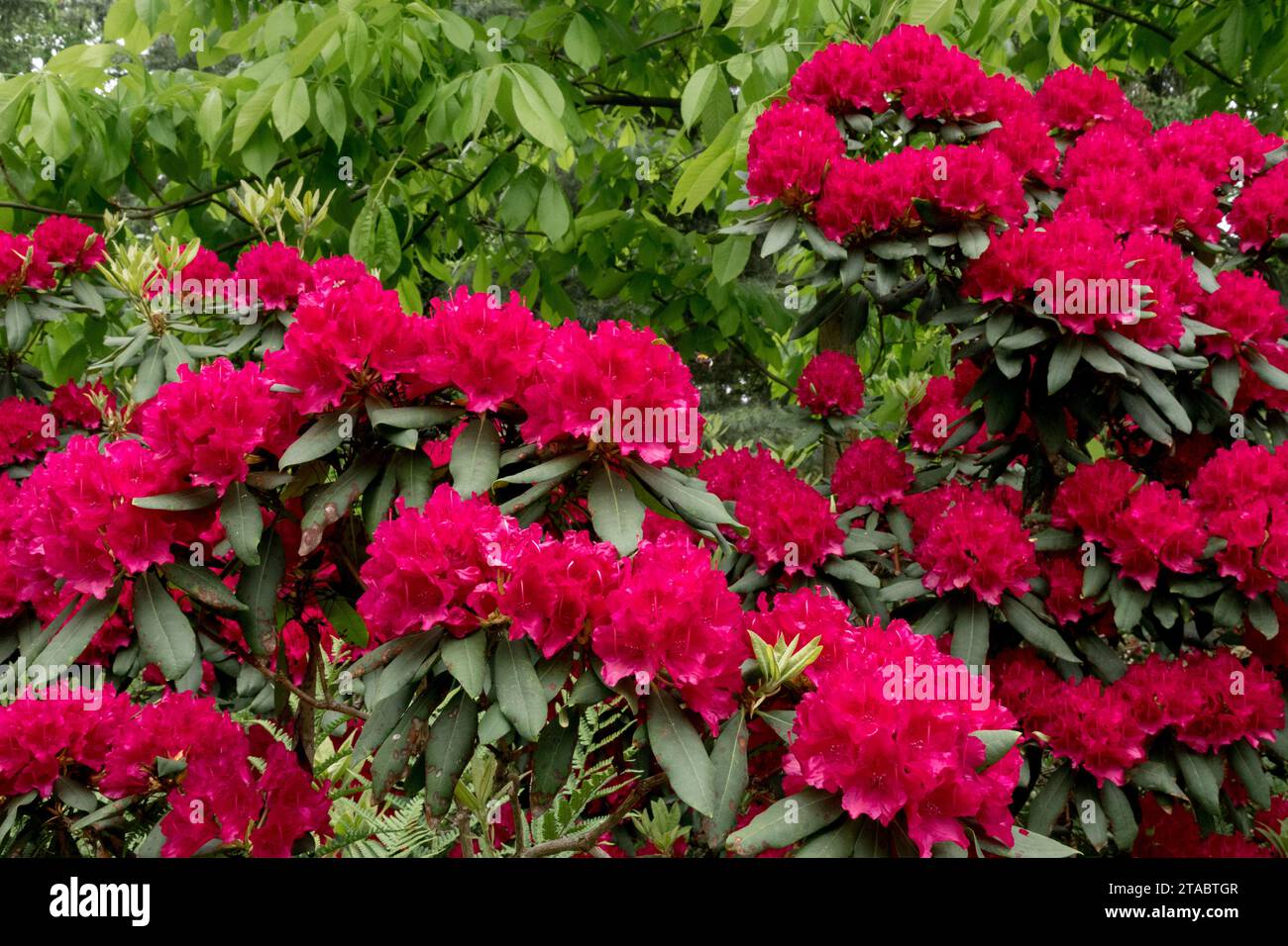 Red Rhododendron Shrub Stock Photo