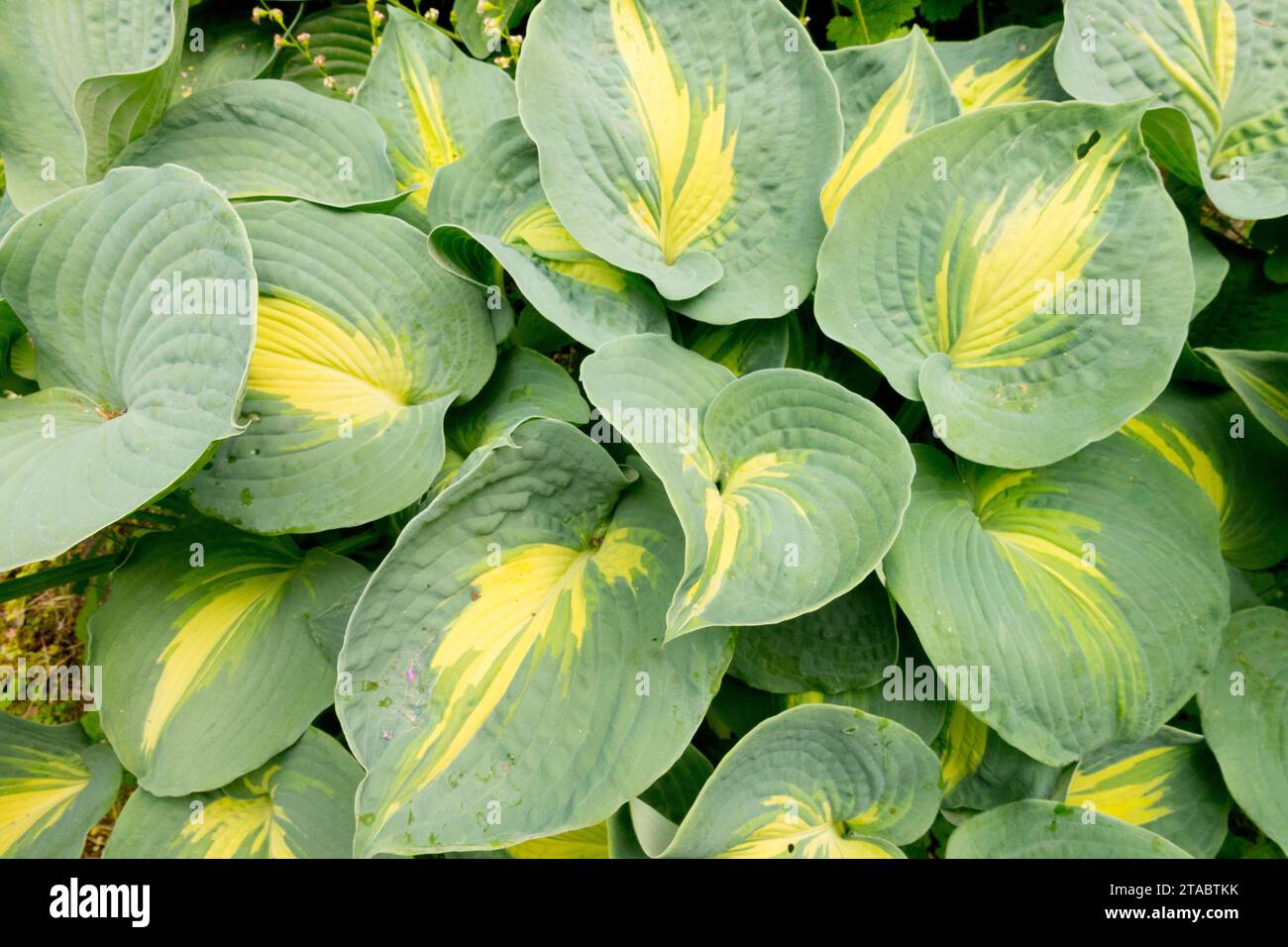 Garden, Funkia, Large leaves, Hosta 'Great Expectations', ornamental, Spring, Plantain Lily, Hardy, Foliage Stock Photo