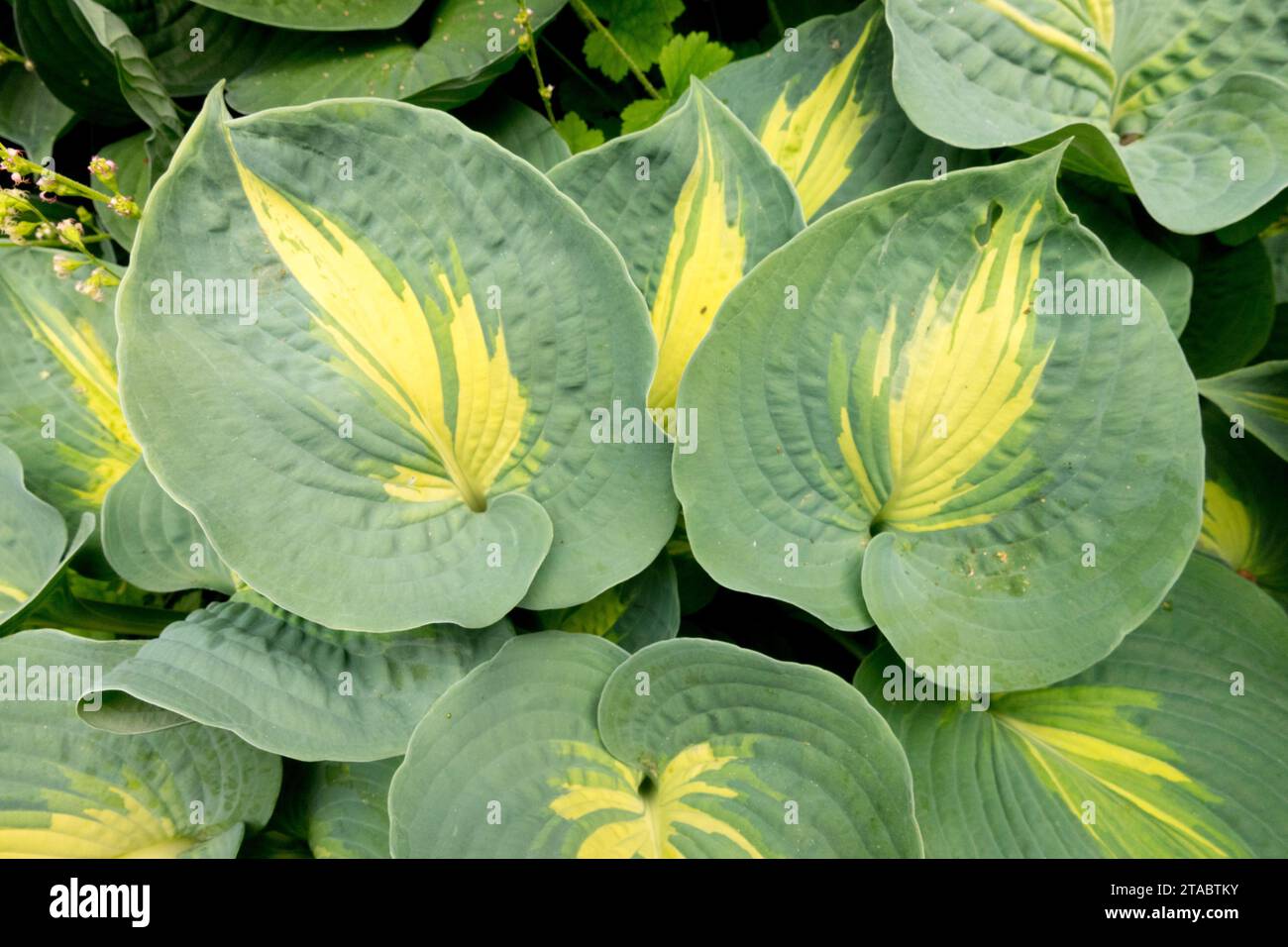 Hosta 'Great Expectations', large, leaves Stock Photo
