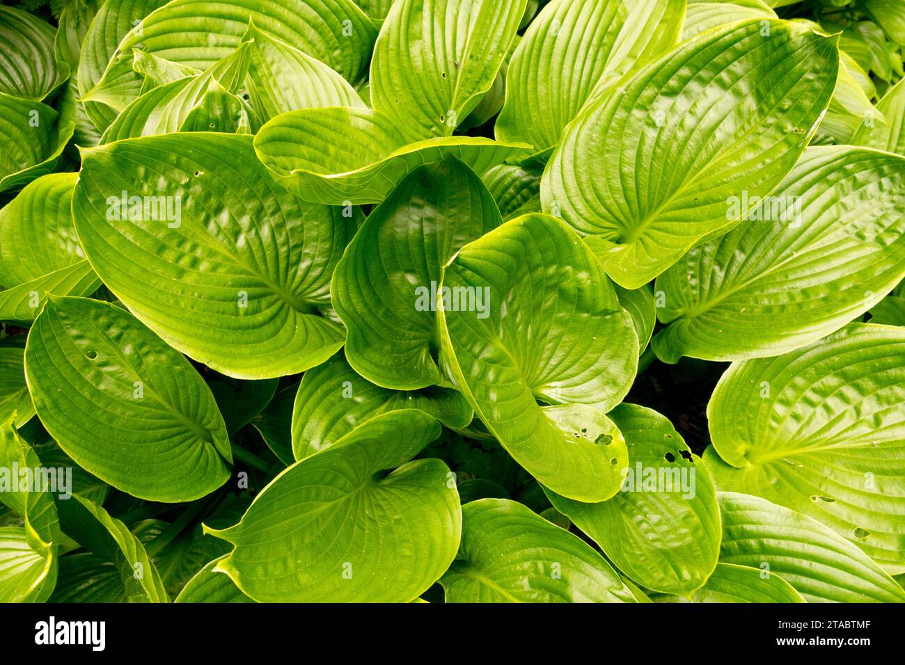 Plantain Lily, Hosta 'Devon Green' Stock Photo