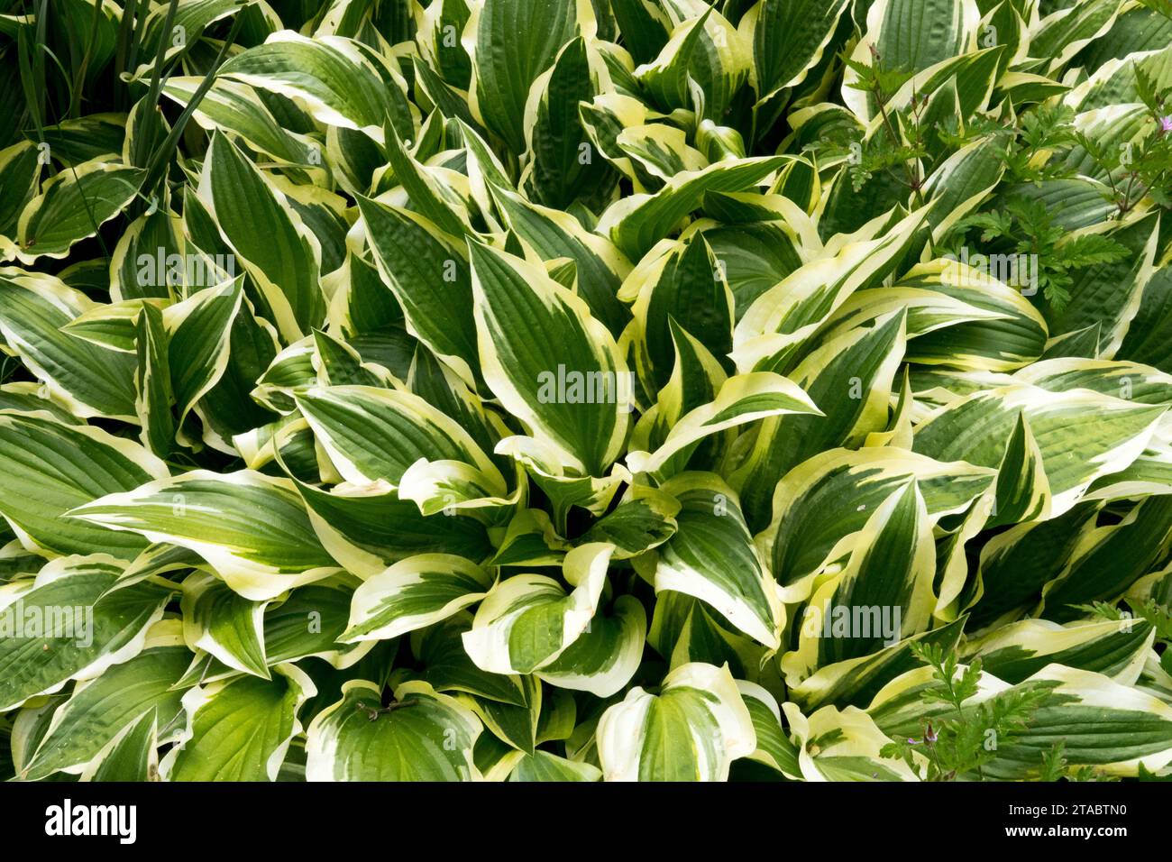 Leaves of Perennial, Hostas, Hardy, Plantain Lily, Spring, Foliage, Variegated, Leaf, Hosta 'Bold Ribbons' green leaves with white edging Stock Photo