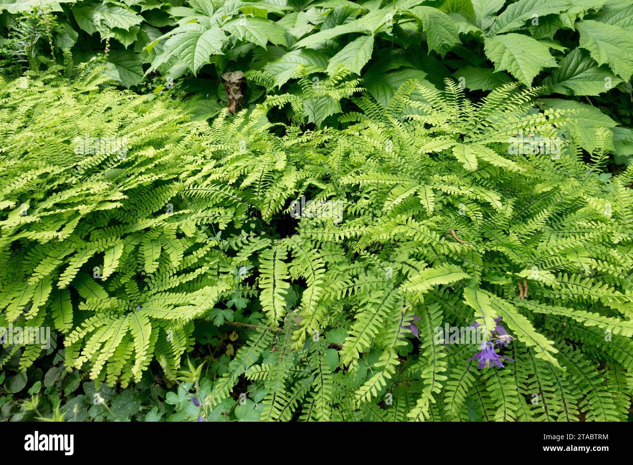 Woodland plants, Adiantum pedatum, American Maidenhair, Five-fingered fern, Garden, Fern, June, Late spring, Green, Shady, Nature, Plant, leaves Stock Photo