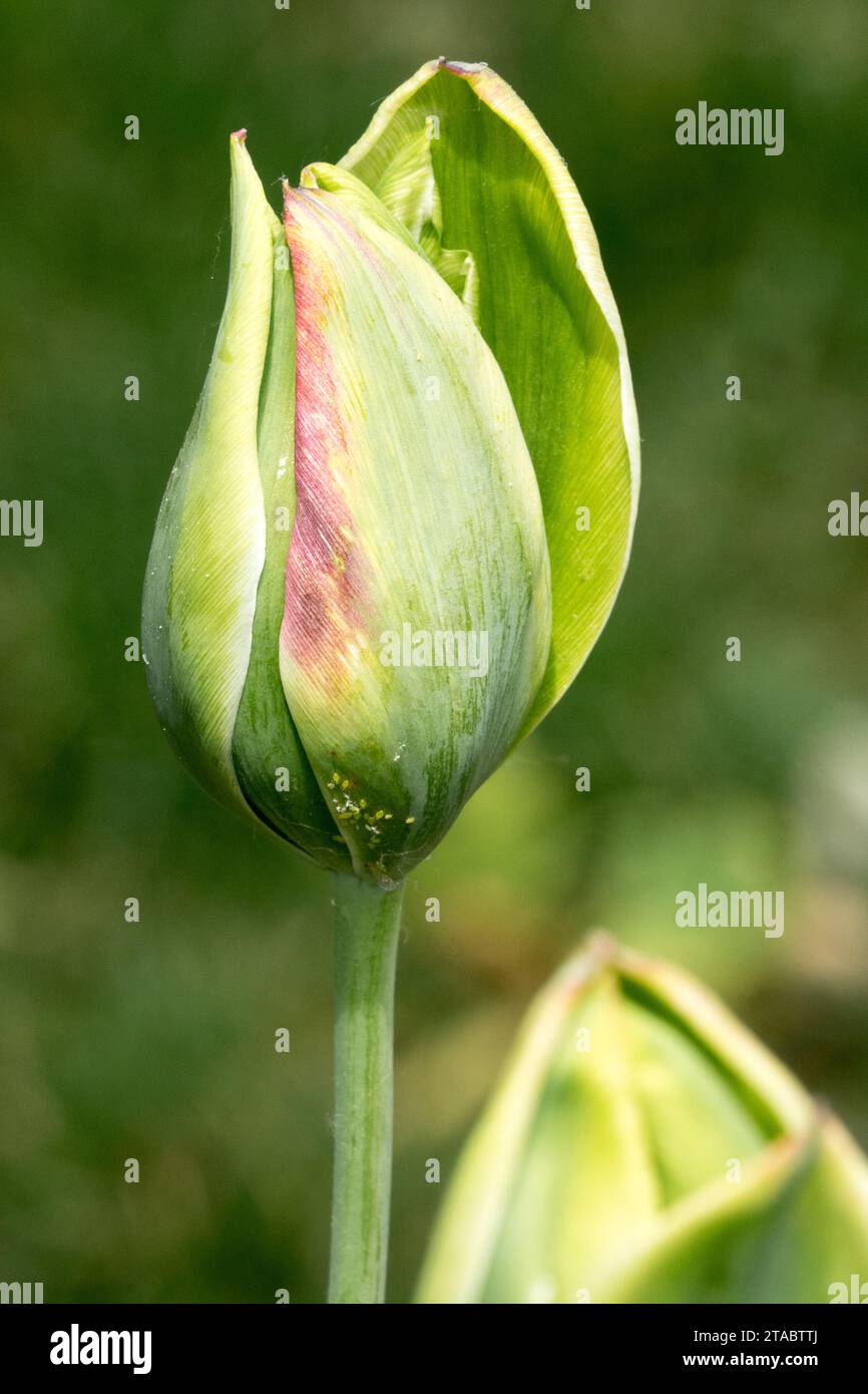 Nature, Flower, Green, Tulip 'Green King', Closeup, Bloom, Group, Viridiflora, Plant, flowering Stock Photo